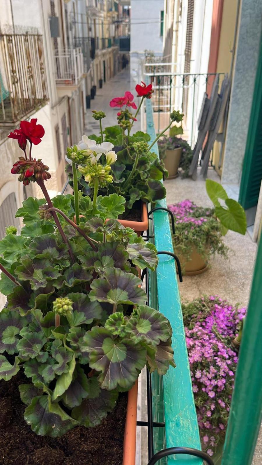 הוילה מולה די בארי La Casa Di Nonna Sisina מראה חיצוני תמונה